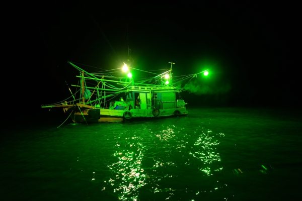ha long cau muc
